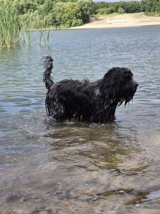 Schapendoes Miske-Prins van de Roeskebeer
